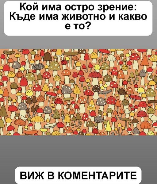Кoй имa добро зpeниe: Къдe имa живoтнo и кaквo e тo? 3 460464986 122144704502271488 788401357629334779 n